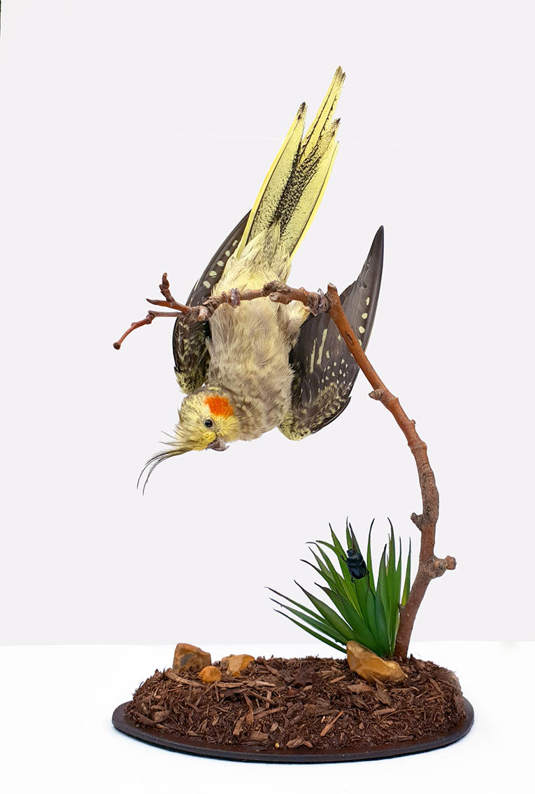 taxidermy cockatiel
